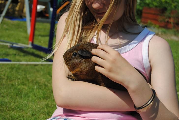 Marsvin Smily's Vaks - Vaks nyder at blive nusset:) billede 3