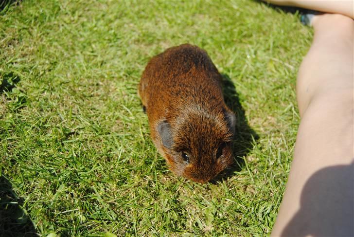 Marsvin Smily's Vaks - Vaks elsker græs hehe :) billede 4