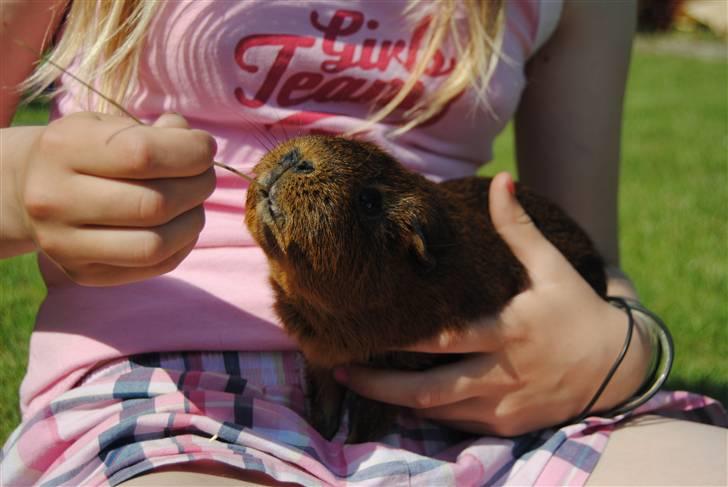 Marsvin Smily's Vaks - Stråtrækning hehe xD billede 5