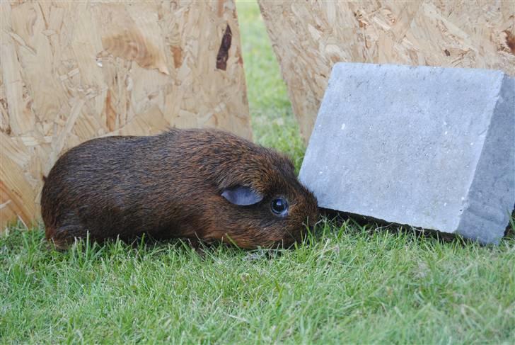 Marsvin Smily's Vaks - Vaks på udflugt, sten forude :D <3 billede 6