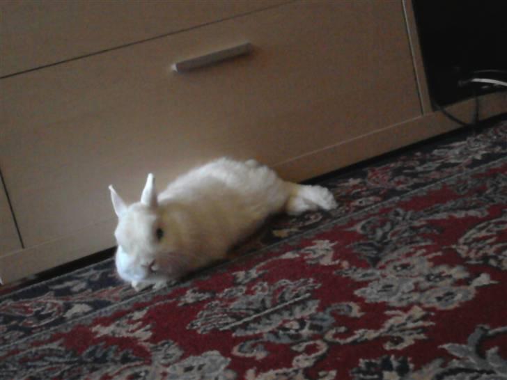 Kanin Brandy - Haii og velkommen til Brandy´s profil :D Læg en kommentar og en bedømmelse inden du smutter :D billede 1