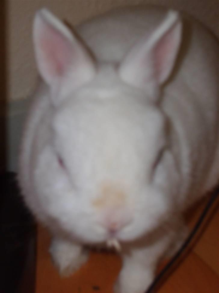 Kanin Brandy billede 2