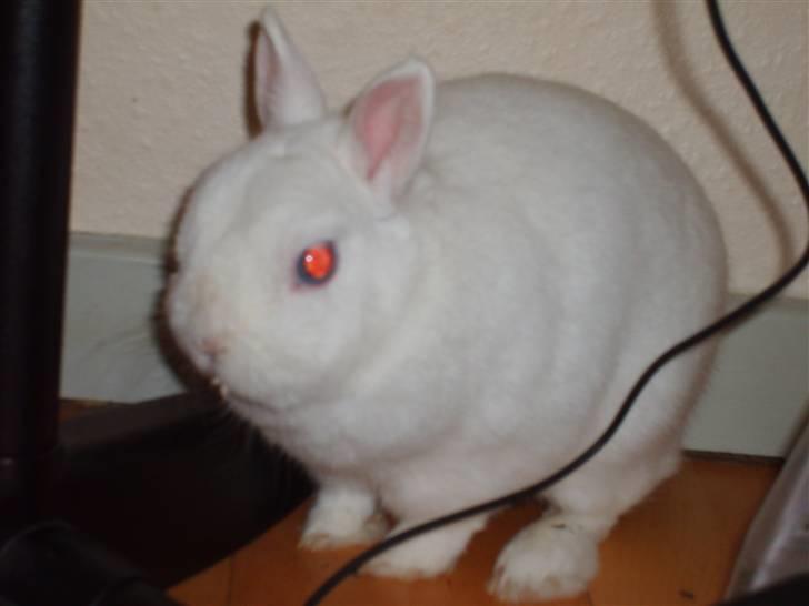 Kanin Brandy - Han har altså ikk røde øjne, det er pga blitzen o; billede 3