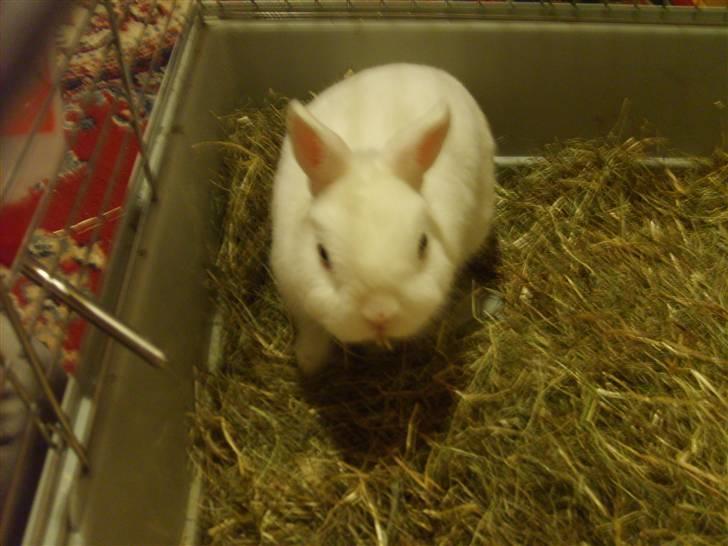 Kanin Brandy - hvor er han cute :D billede 4