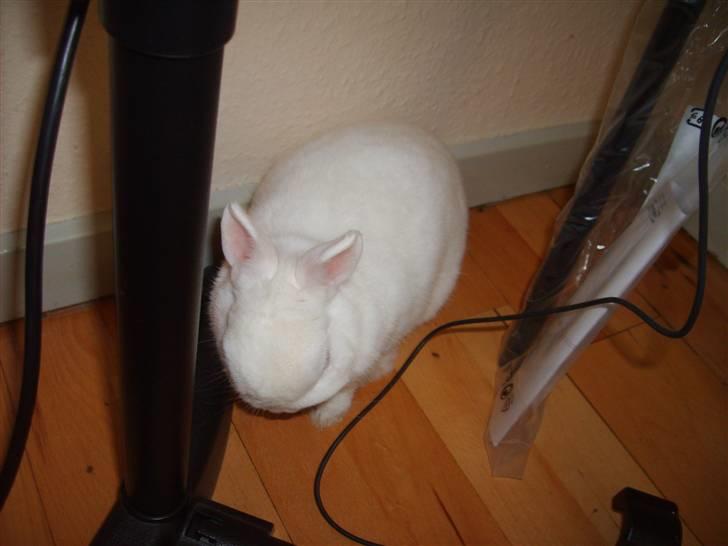 Kanin Brandy - Han er ikk så stor :D billede 5