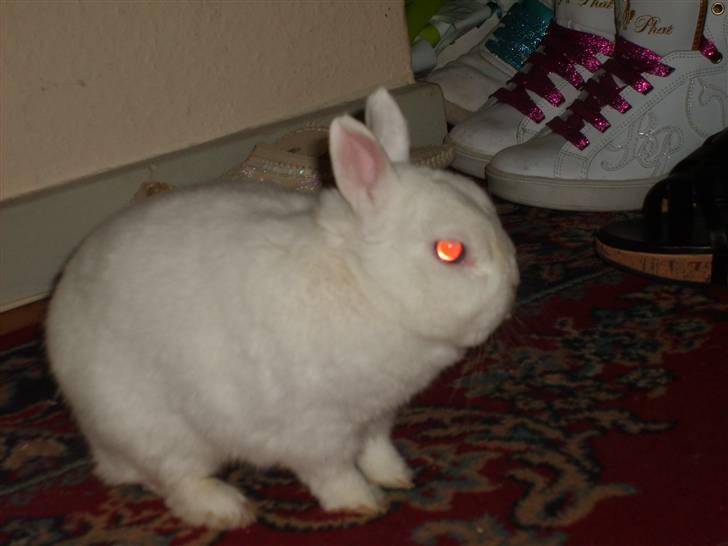 Kanin Brandy - Brandy i gangen :D (han har ikk røde øjne) billede 7