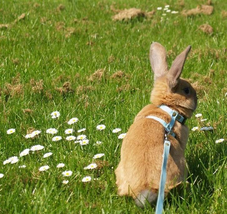 Kanin Mikaya's Mr. Kinder Bueno billede 9