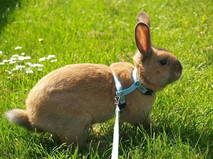 Kanin Mikaya's Mr. Kinder Bueno billede 10