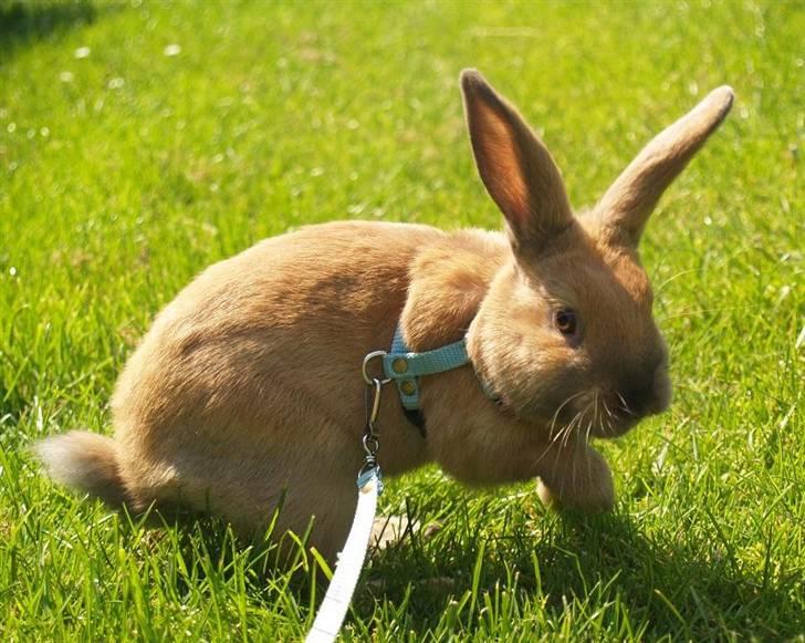 Kanin Mikaya's Mr. Kinder Bueno billede 11