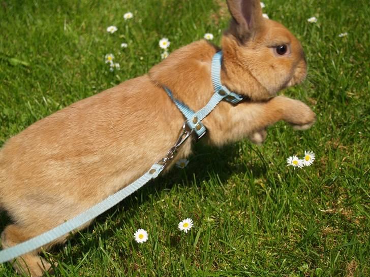 Kanin Mikaya's Mr. Kinder Bueno - Tosse. :P billede 12