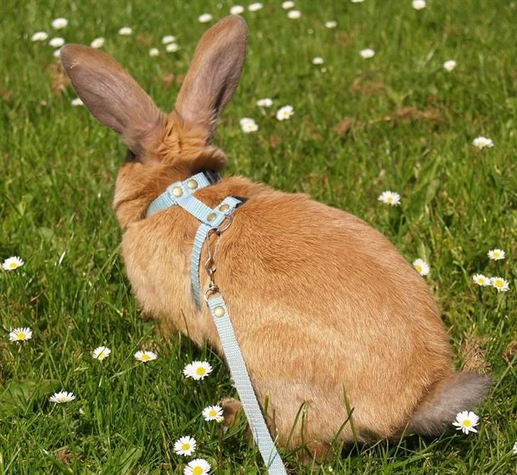 Kanin Mikaya's Mr. Kinder Bueno billede 13