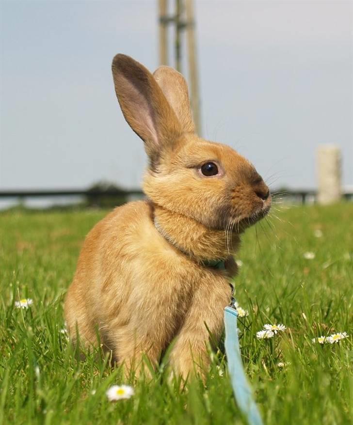 Kanin Mikaya's Mr. Kinder Bueno billede 14