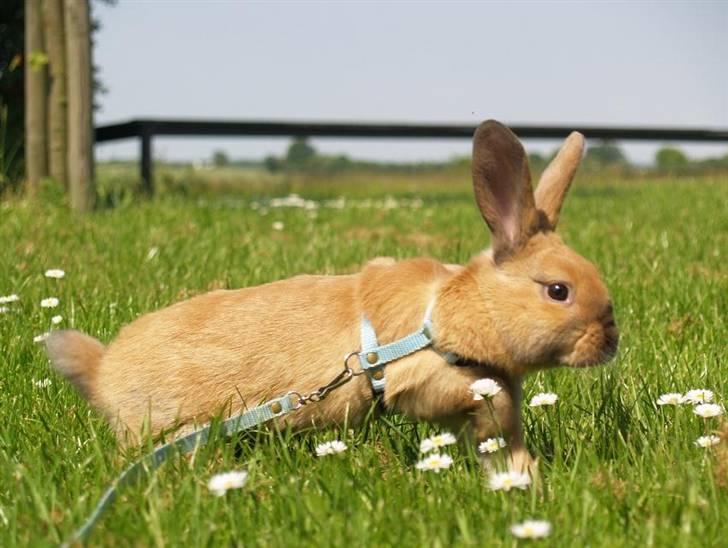 Kanin Mikaya's Mr. Kinder Bueno billede 15