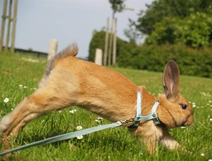 Kanin Mikaya's Mr. Kinder Bueno billede 16