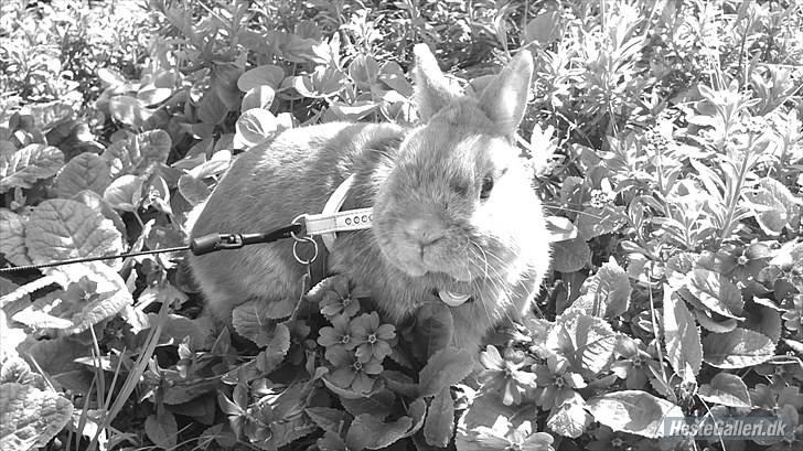 Kanin Just Prince  Ønie Forever billede 13