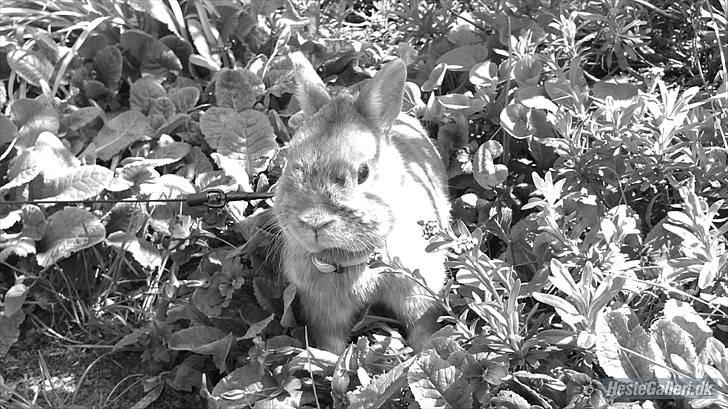 Kanin Just Prince  Ønie Forever billede 14