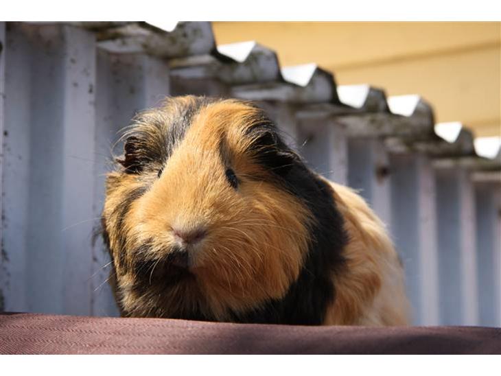 {{currentPhoto.altText}} billede {{currentPhoto.number}}