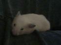 Hamster Bella