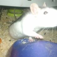 Tamrotte Bella *RIP*