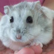 Hamster Egegårdens Mini