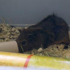 Marsvin Pjuske R.I.P