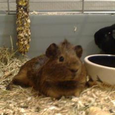 Marsvin Pjuske R.I.P