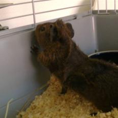 Marsvin Pjuske R.I.P