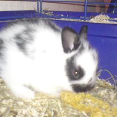 Kanin Jumper *solgt*