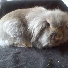 Kanin Precious Fluffy