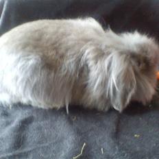 Kanin Precious Fluffy