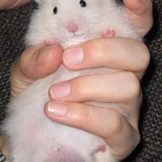 Hamster Bluebells Humle *Hammi*