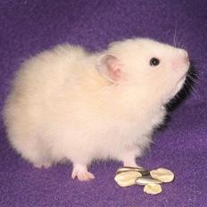 Hamster Bluebells Humle *Hammi*