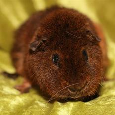 Marsvin Goldengate Aron