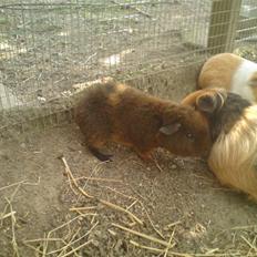 Marsvin Goldengate Aron