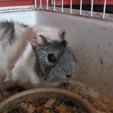 Marsvin Caribbean (Quara) R.I.P