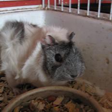 Marsvin Caribbean (Quara) R.I.P