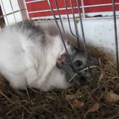 Marsvin Caribbean (Quara) R.I.P