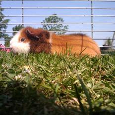 Marsvin Shine<3