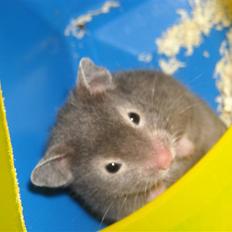 Hamster Fiona 
