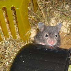 Hamster Fiona 