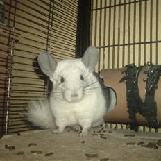 Chinchilla Andi