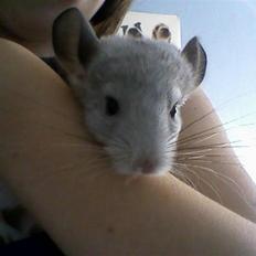Chinchilla Andi