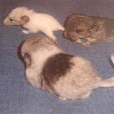 Chinchilla Andi