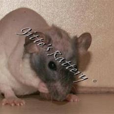 Tamrotte drd ambrosia