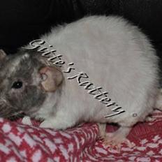 Tamrotte drd ambrosia