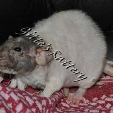 Tamrotte drd ambrosia