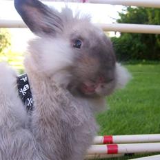 Kanin Doug's Kiva SOLGT