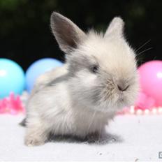 Kanin Doug's Kiva SOLGT