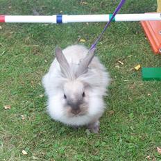 Kanin Doug's Kiva SOLGT