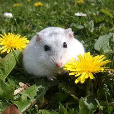 Dværghamster Nellie.